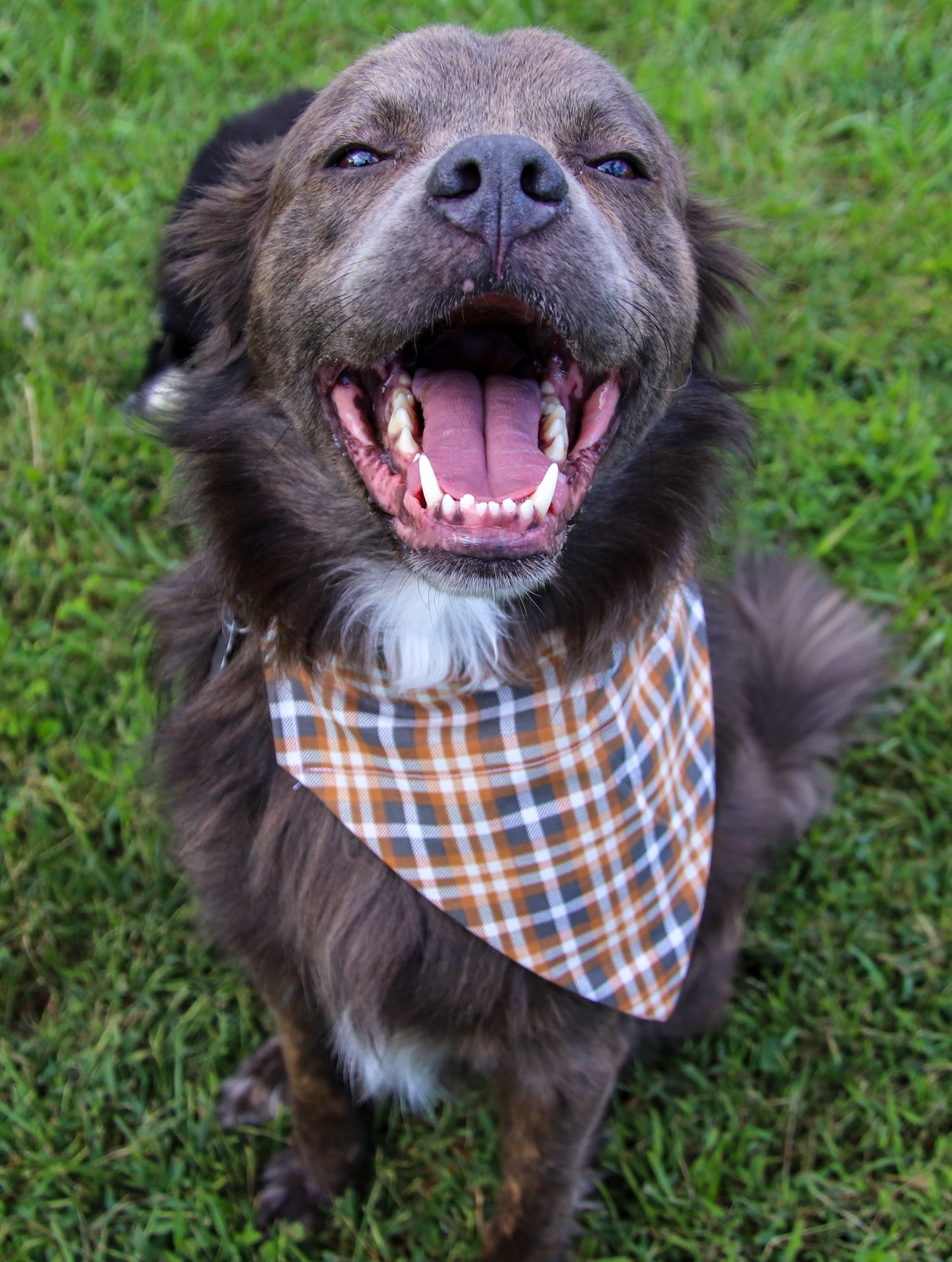Orange/Gray Plaid Bandana