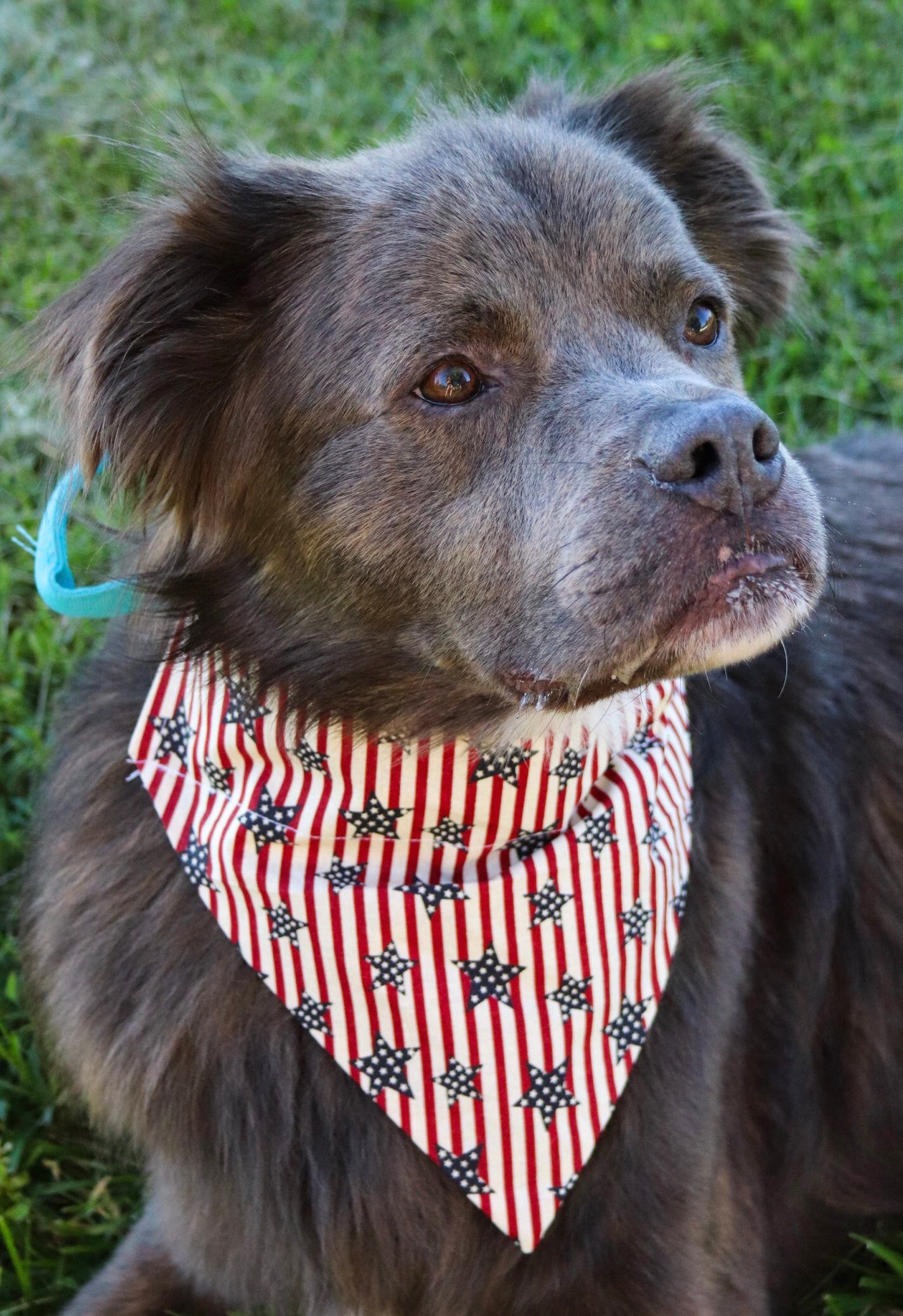 Striped Star Bandana