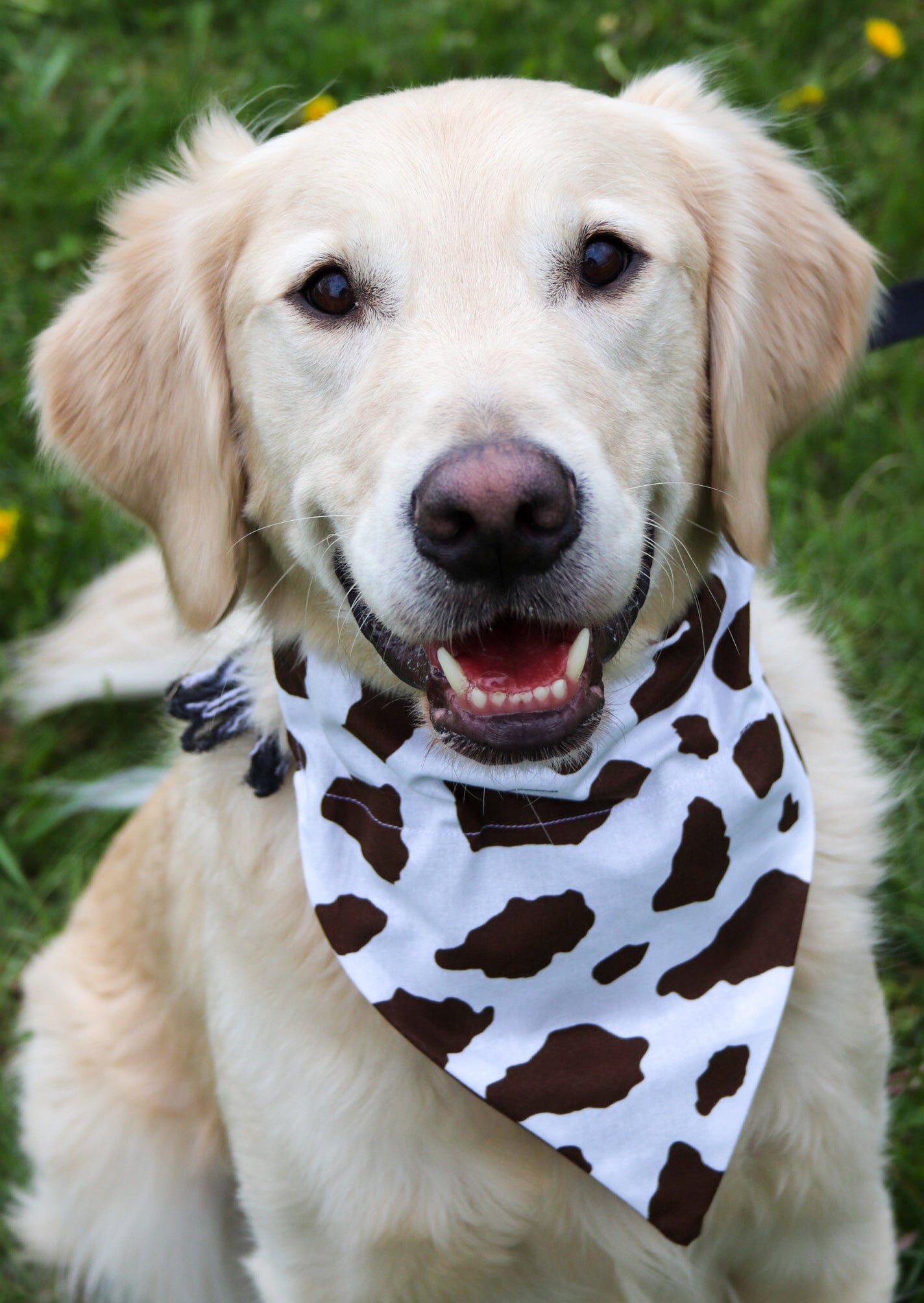 Brown Cow Bandana