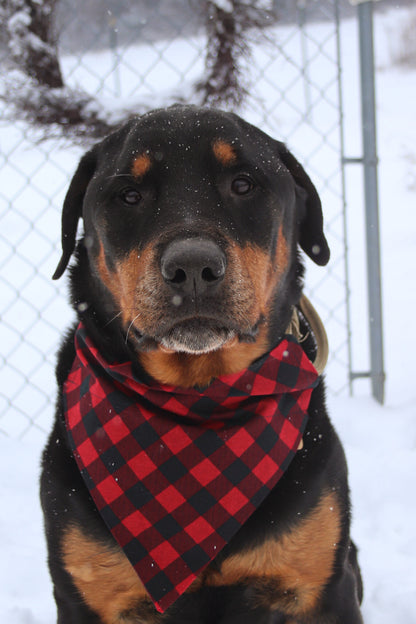 Red & Black Plaid Bandana