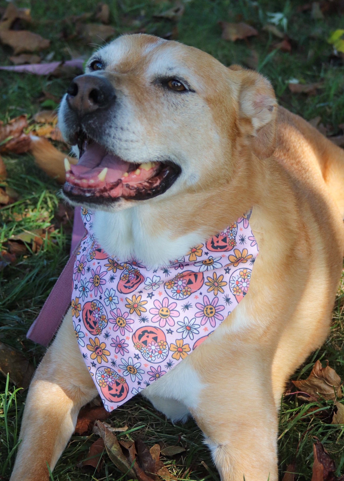 Daisies & Pumpkins Bandana