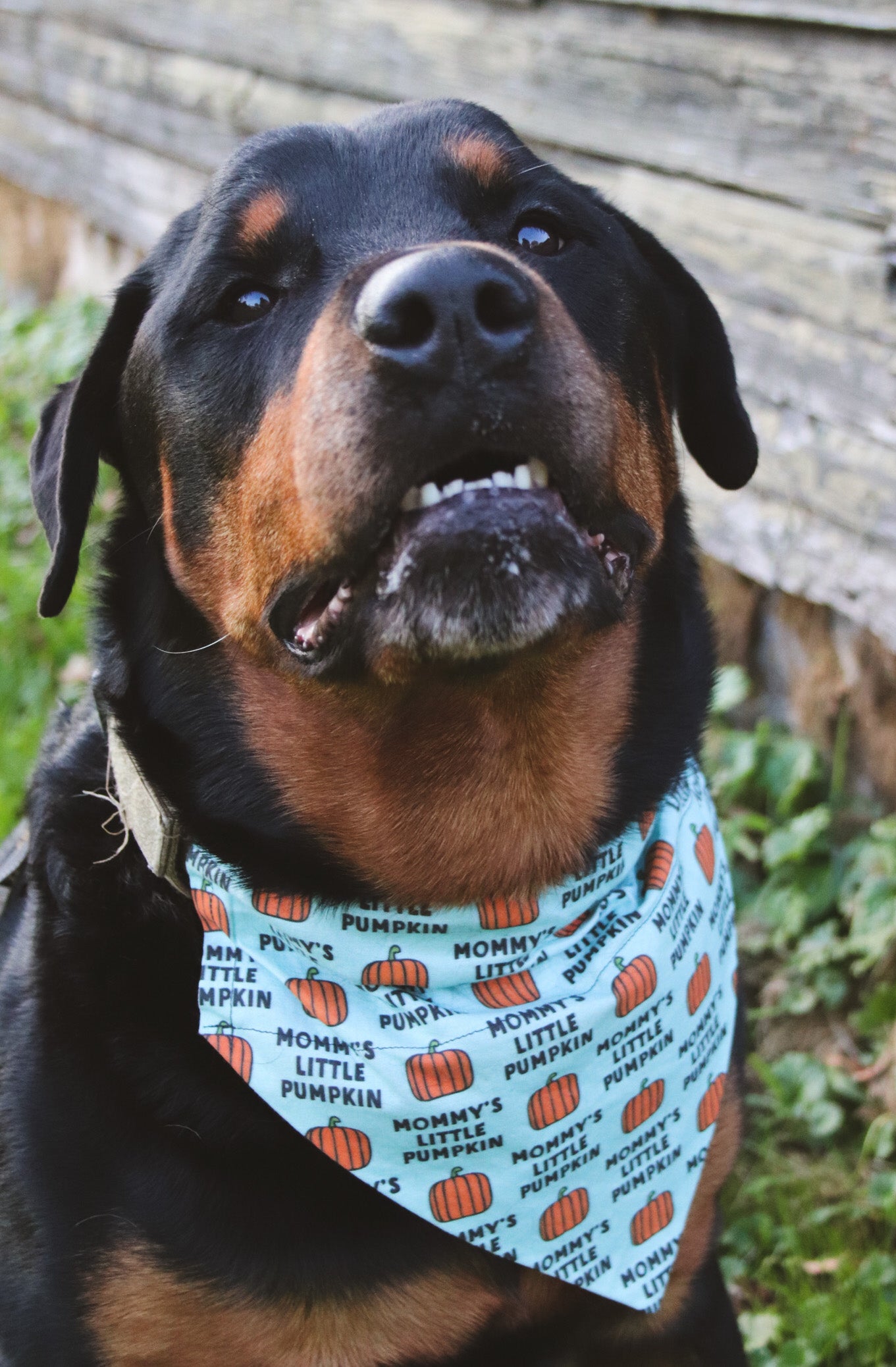 Mommy's little pumpkin dog bandana hotsell