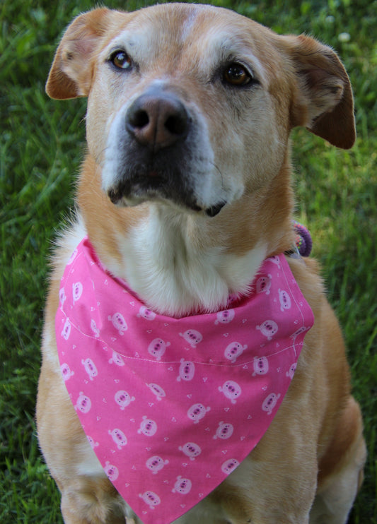 Piggy Bandana
