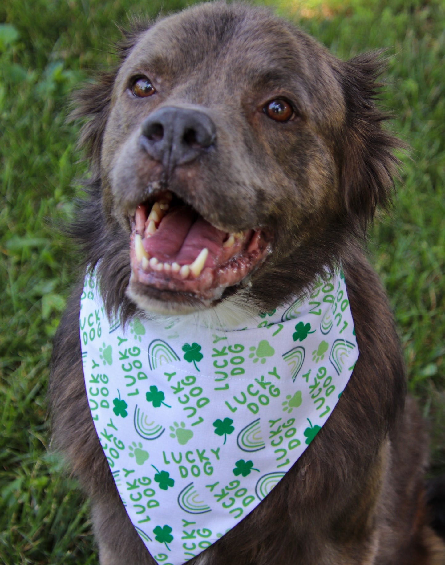 Lucky Dog Bandana