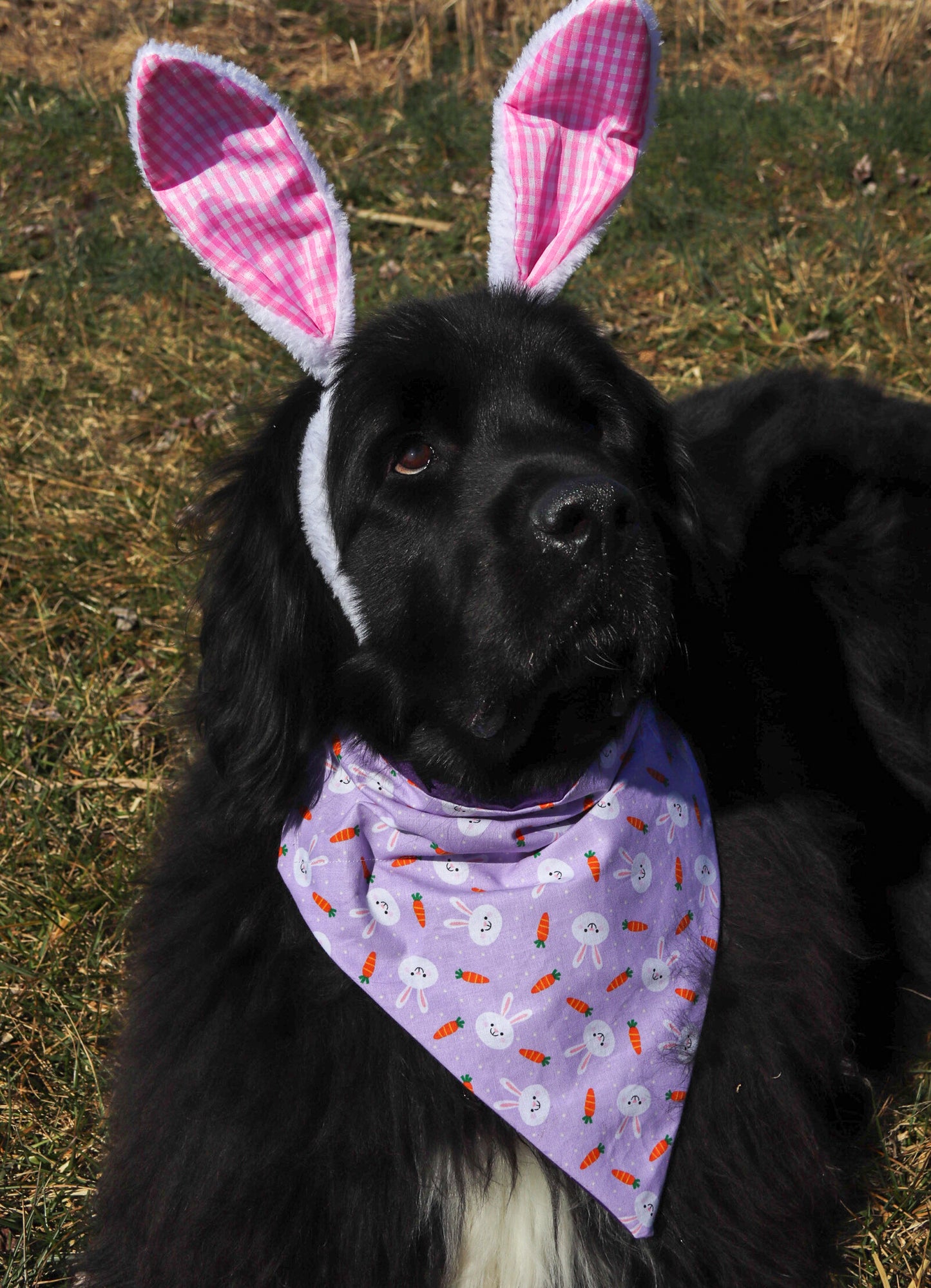 Bunnies and Carrots Bandana