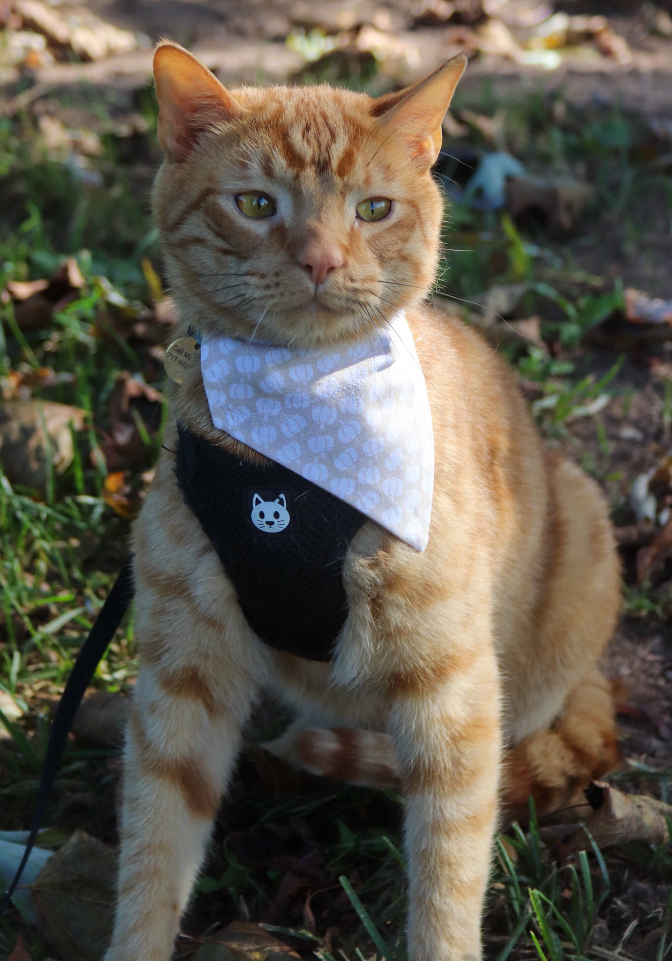 White & Beige Pumpkin Cat Bandana