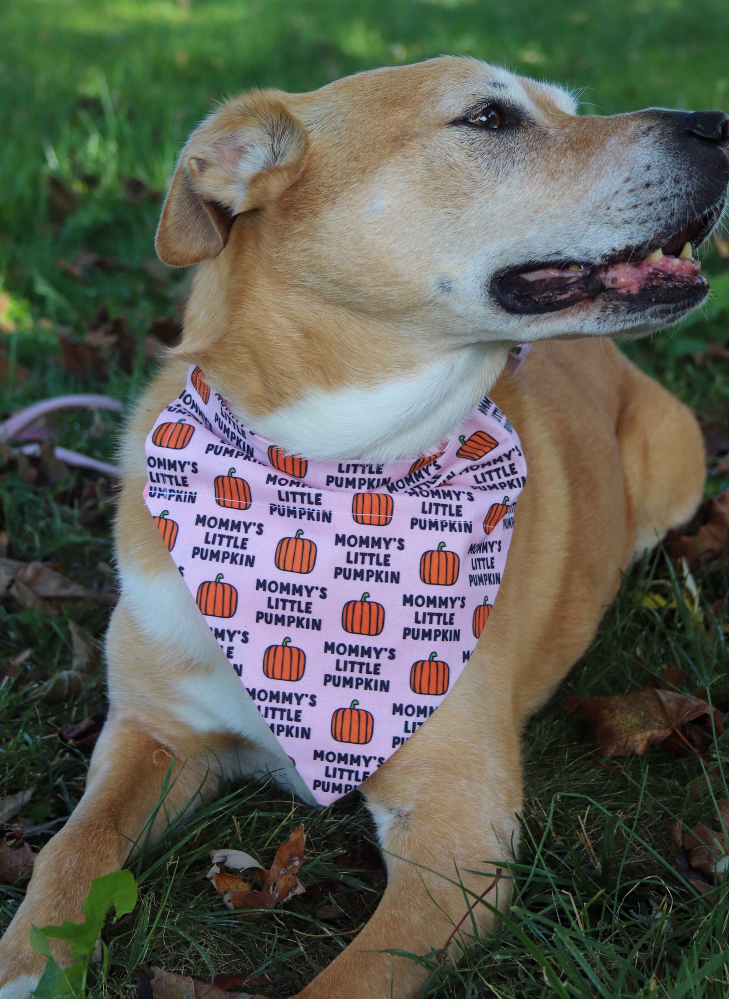 “Mommys little pumpkin” Pink Bandana