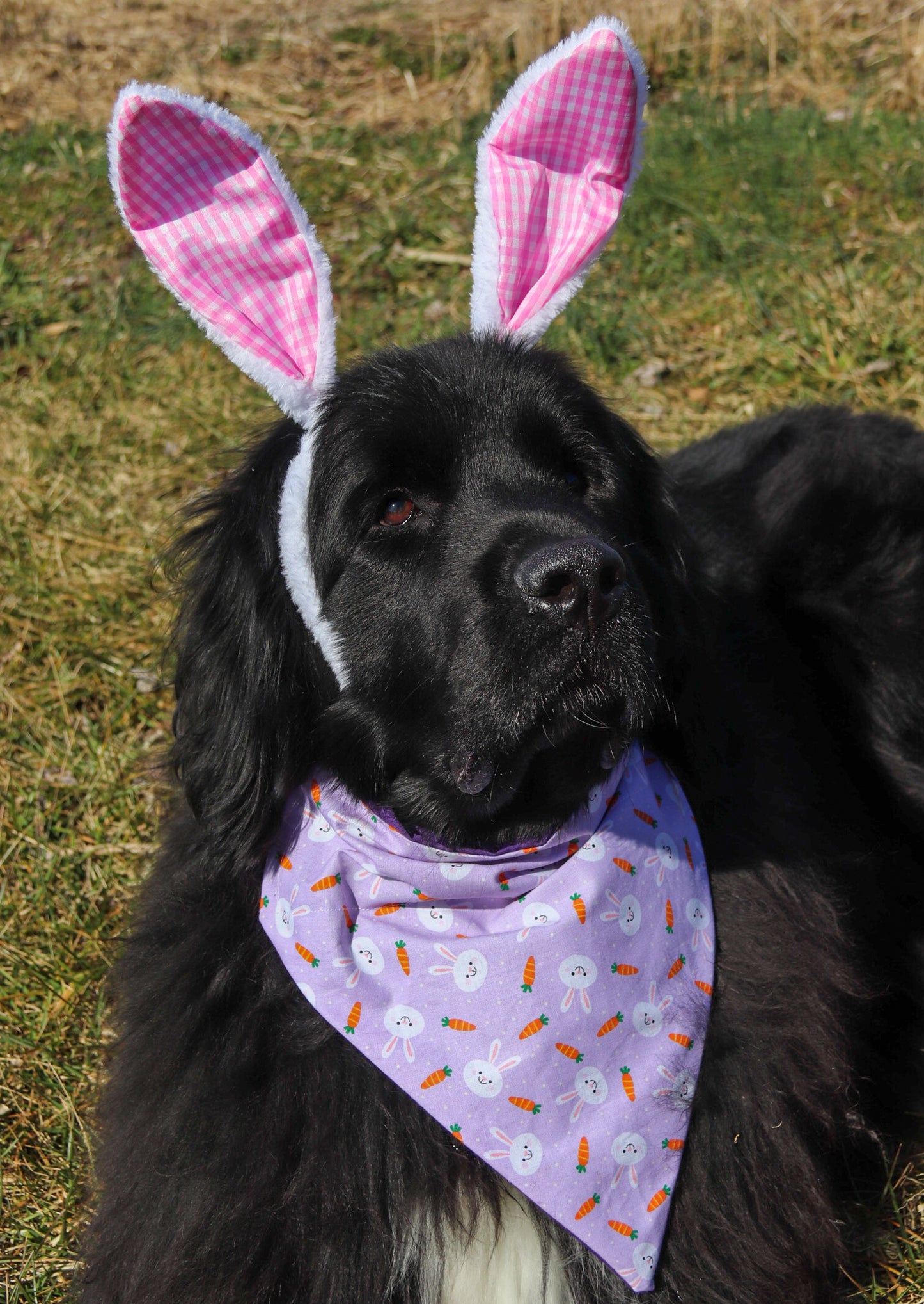 Bunnies and Carrots Bandana