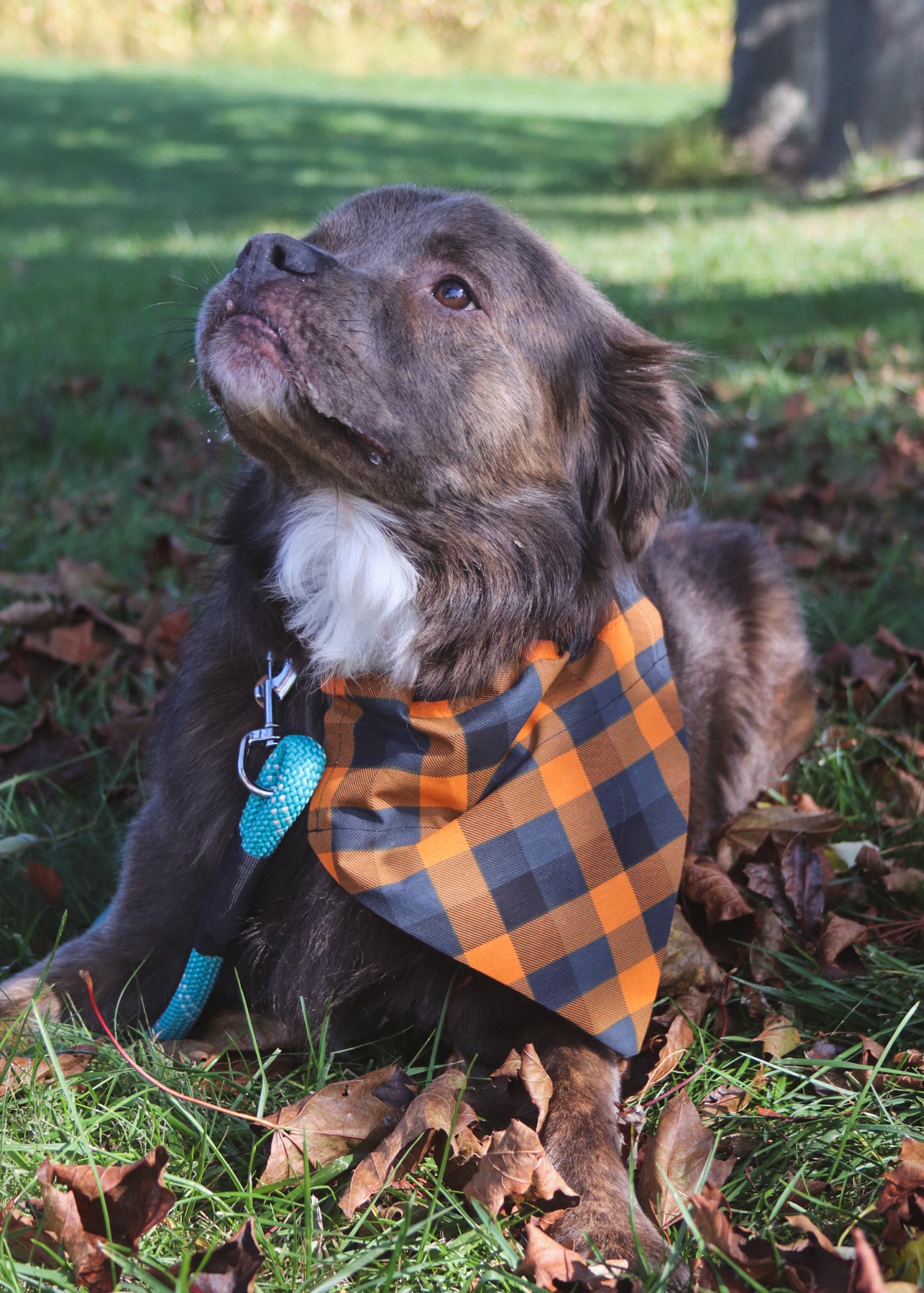 Black & Orange Checkered Bandana