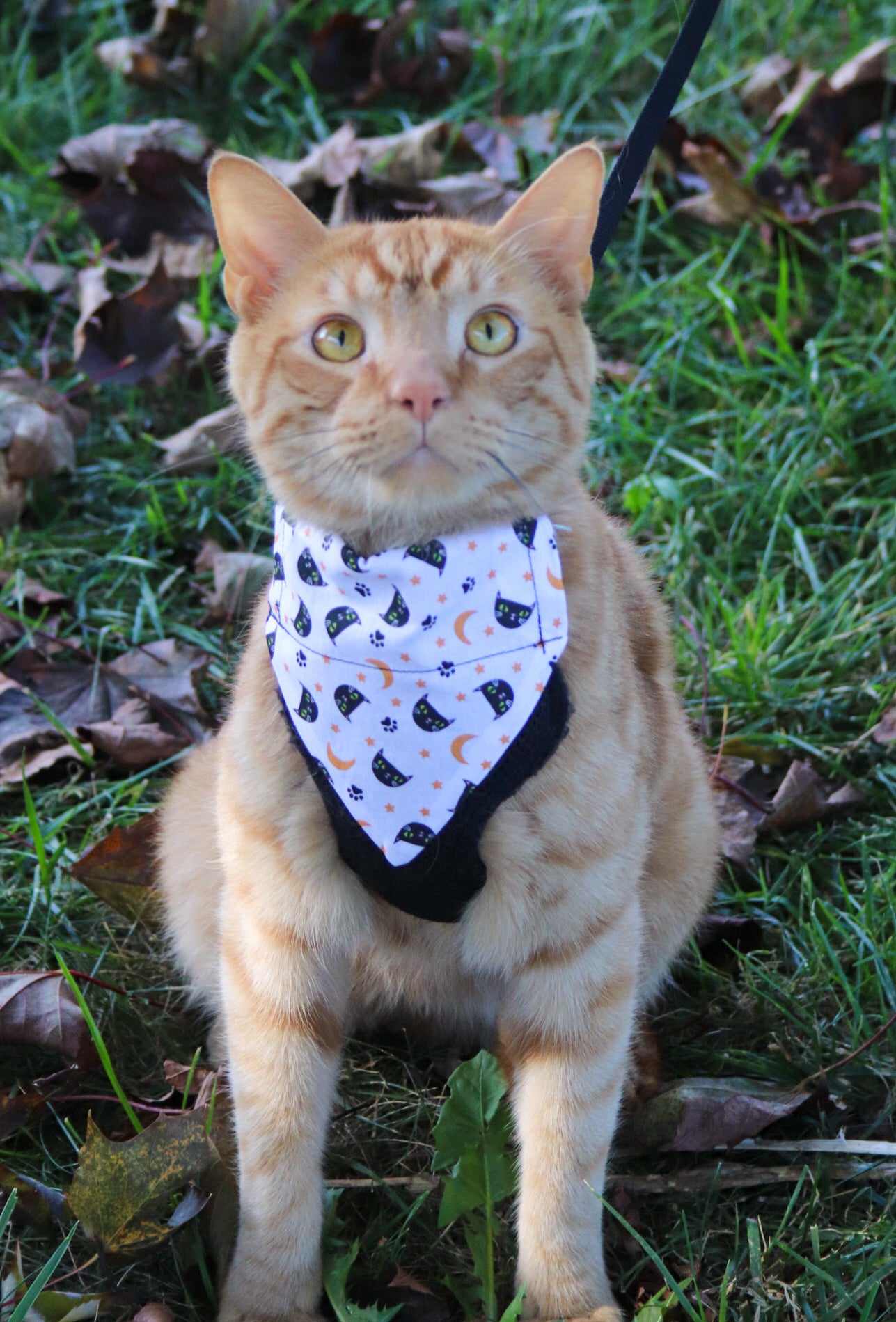 Black Cat Halloween Cat Bandana