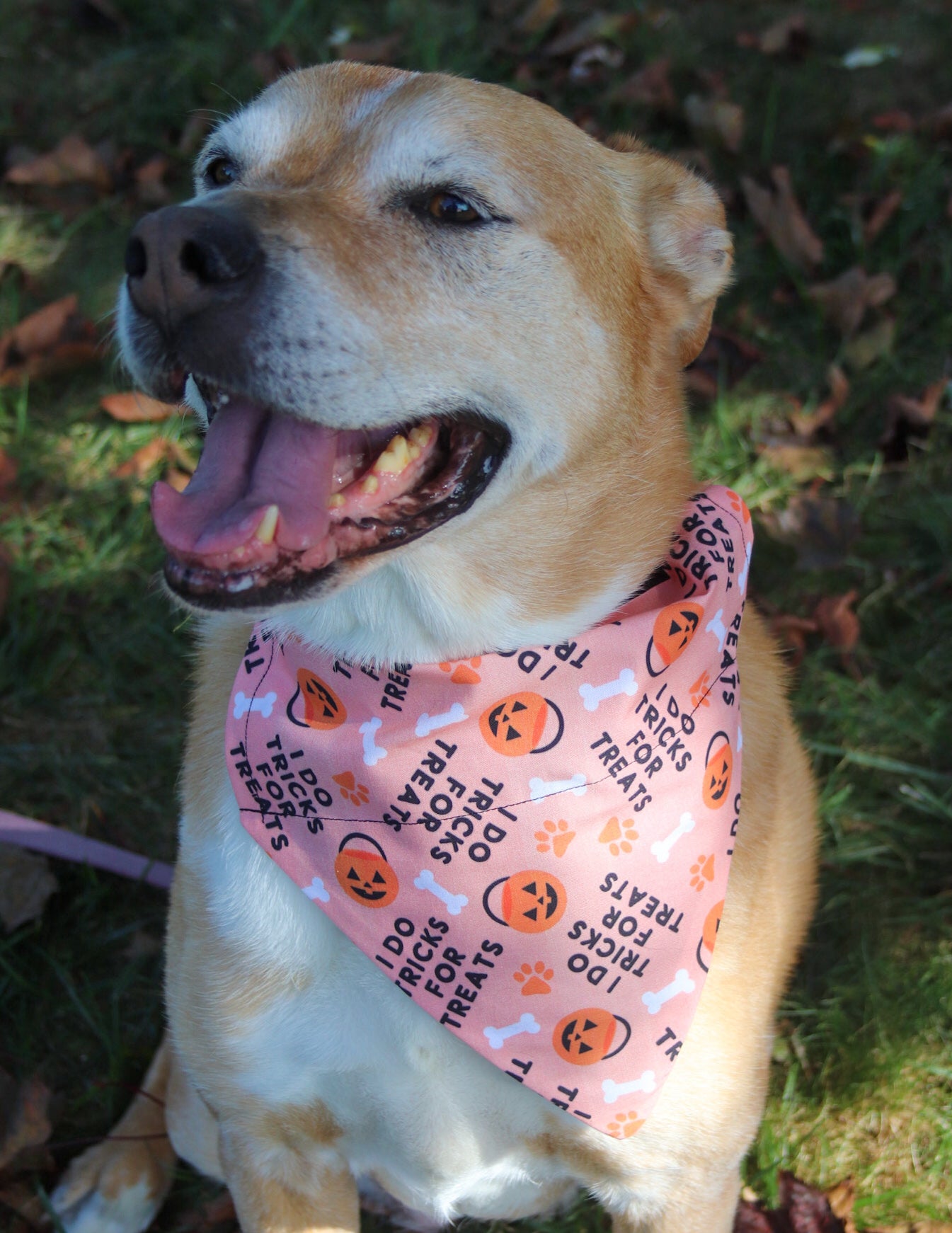 “I do tricks for treats” Bandana