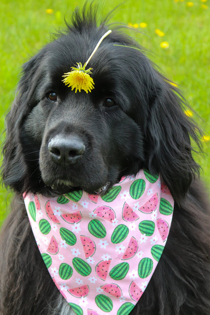 Floral Watermelon Bandana
