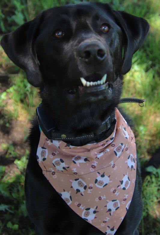 Moo Cow Bandana