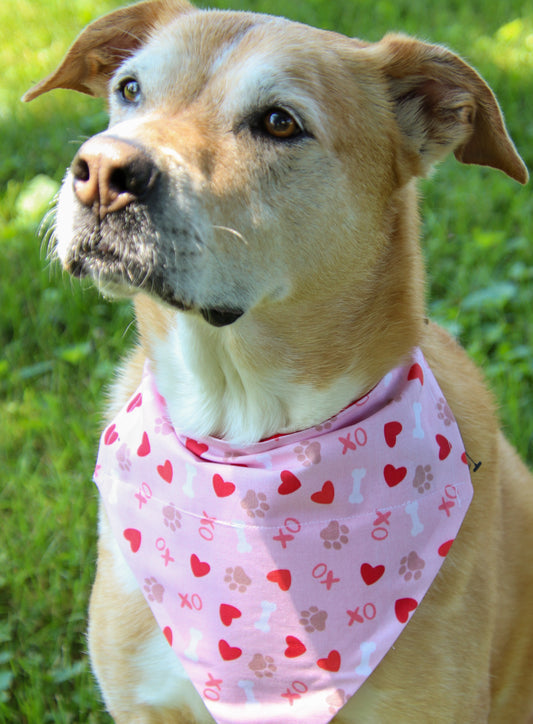 XO Pawprint Bandana