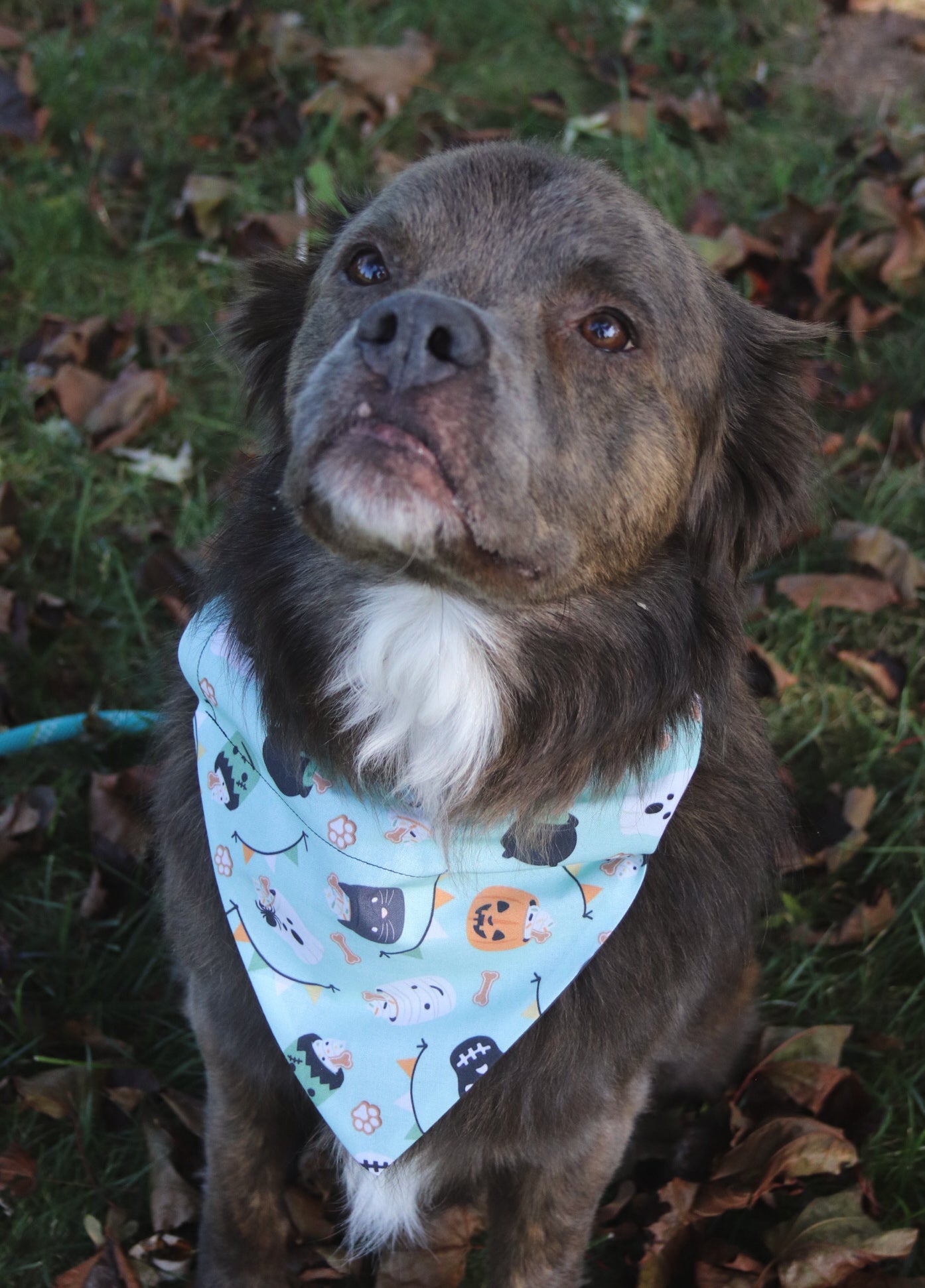 Halloween Hot Cocoa Bandana