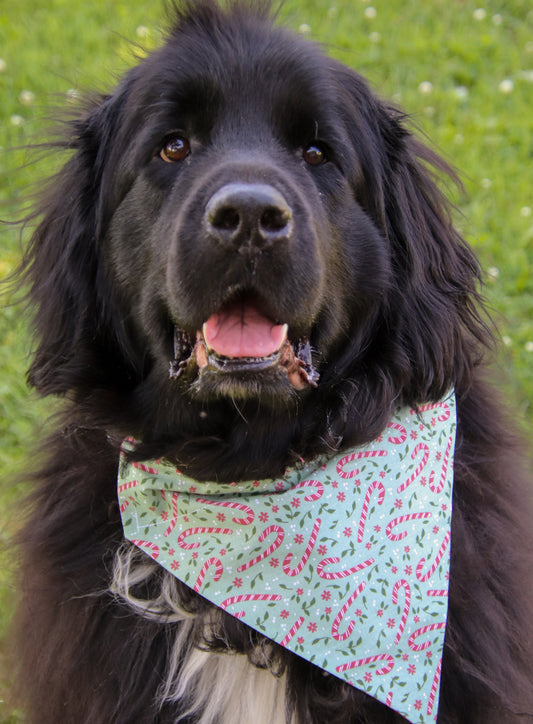Candy Cane Bandana
