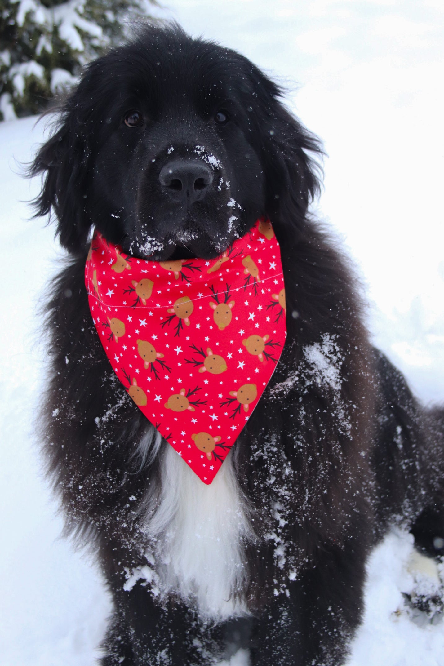 Red Reindeer Bandana