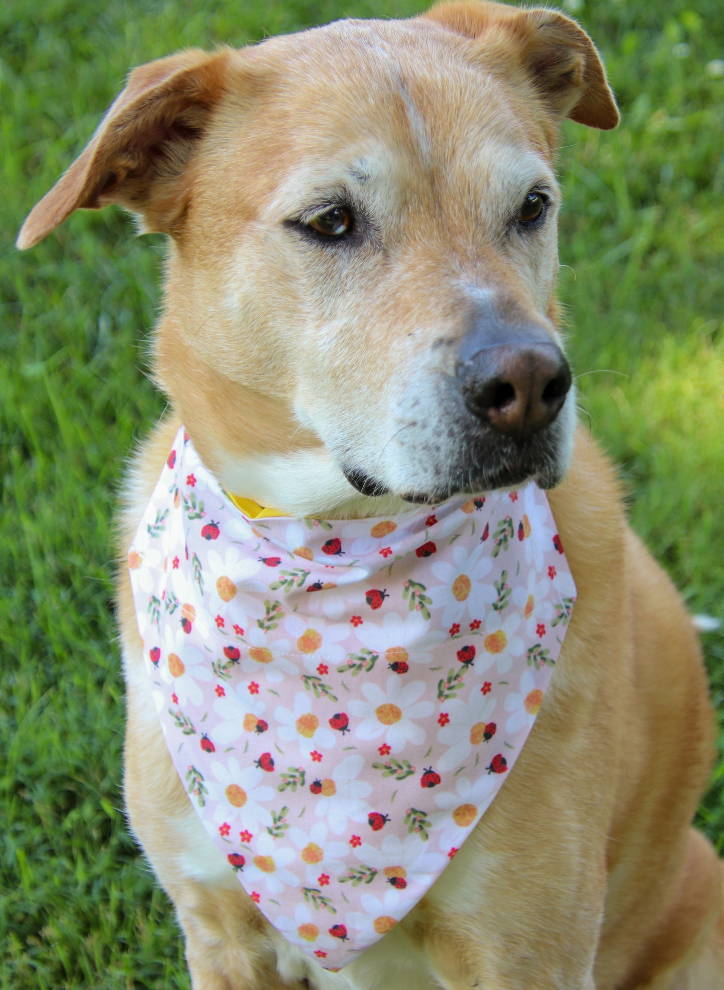 Daisies & Ladybugs Bandana