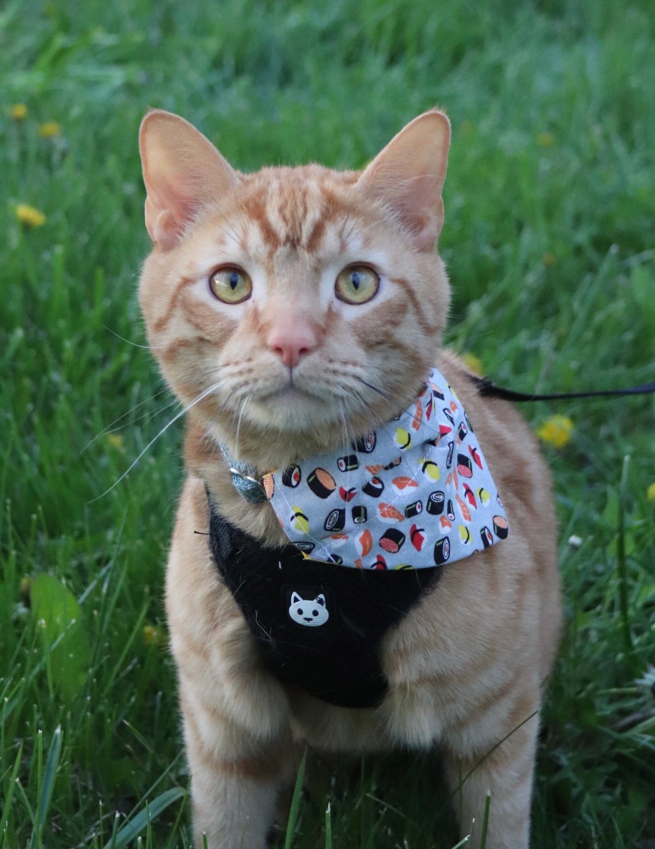 Sushi Cat Bandana