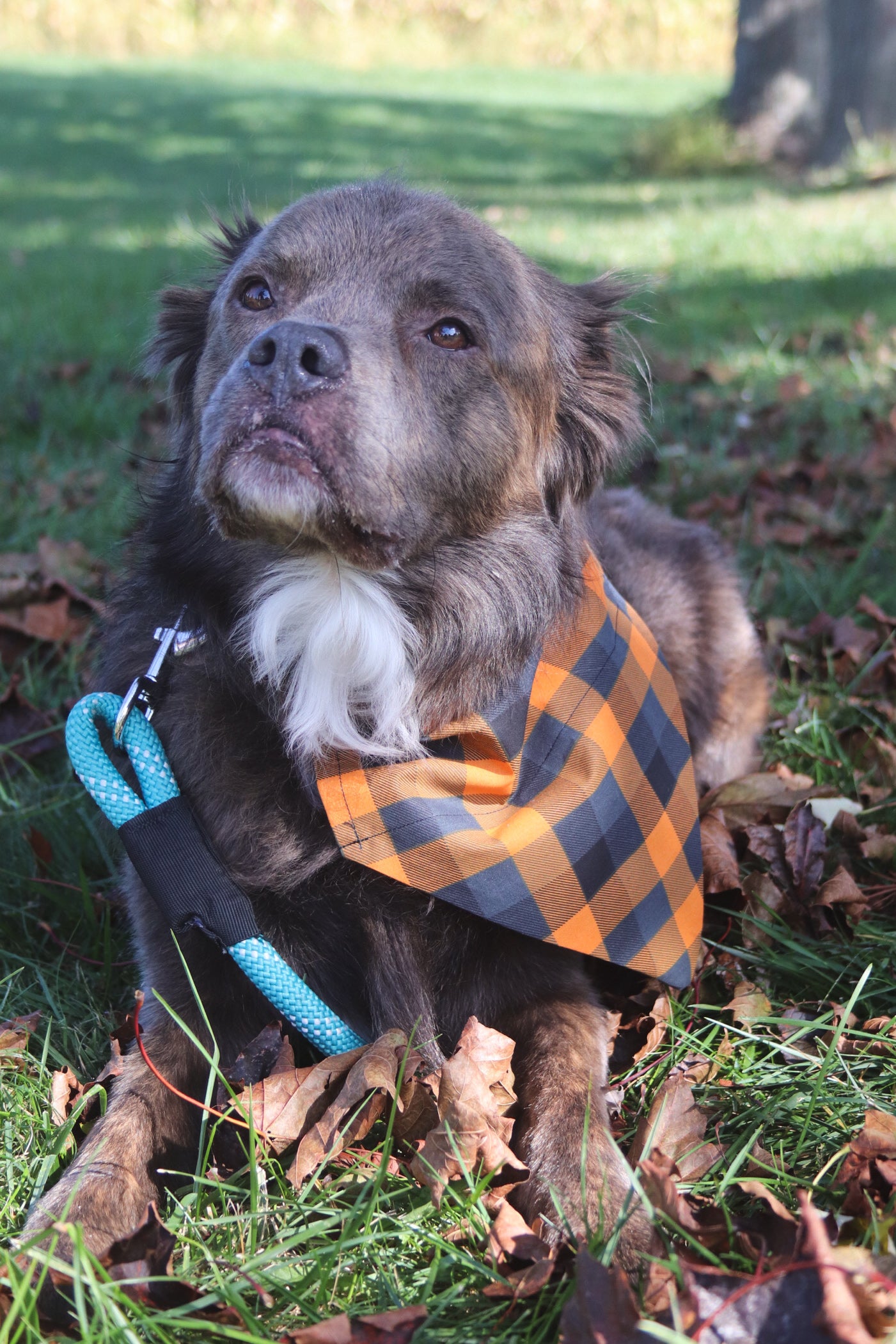 Black & Orange Checkered Bandana