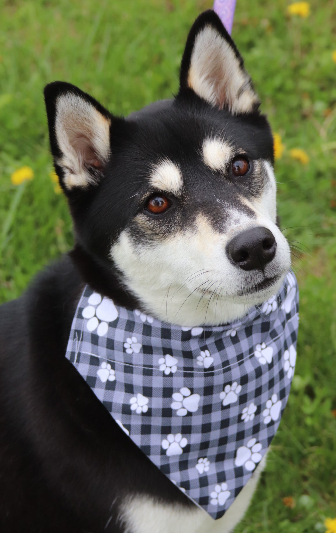 Gray Plaid Pawprint