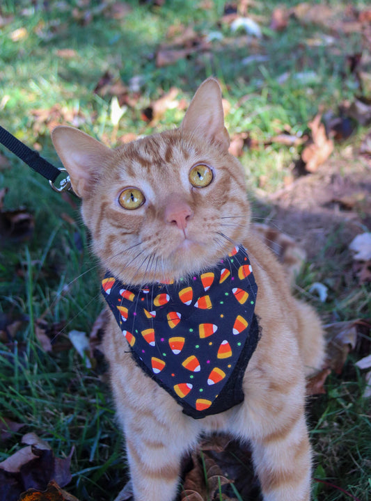 Candy Corn Cat Bandana