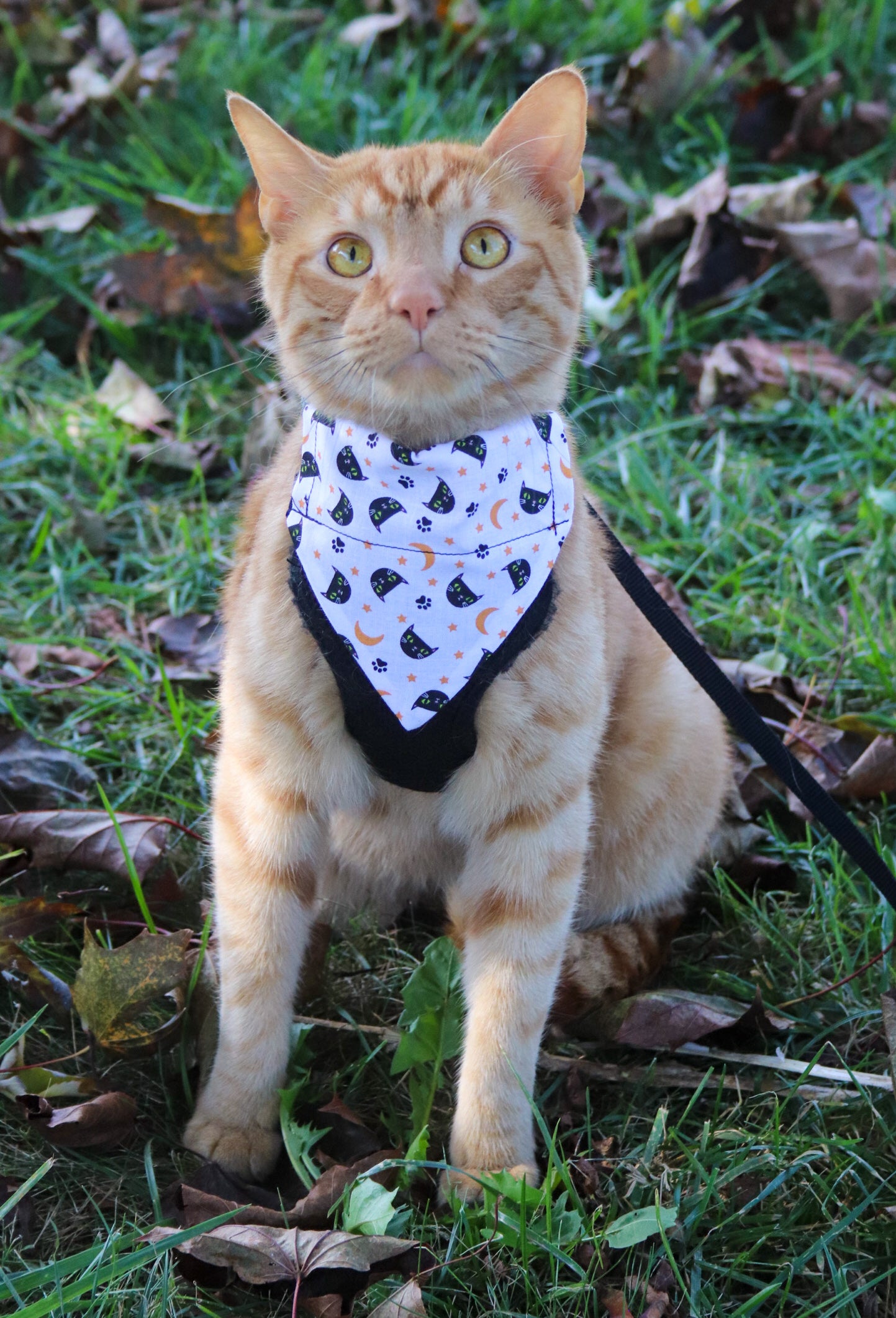 Black Cat Halloween Cat Bandana