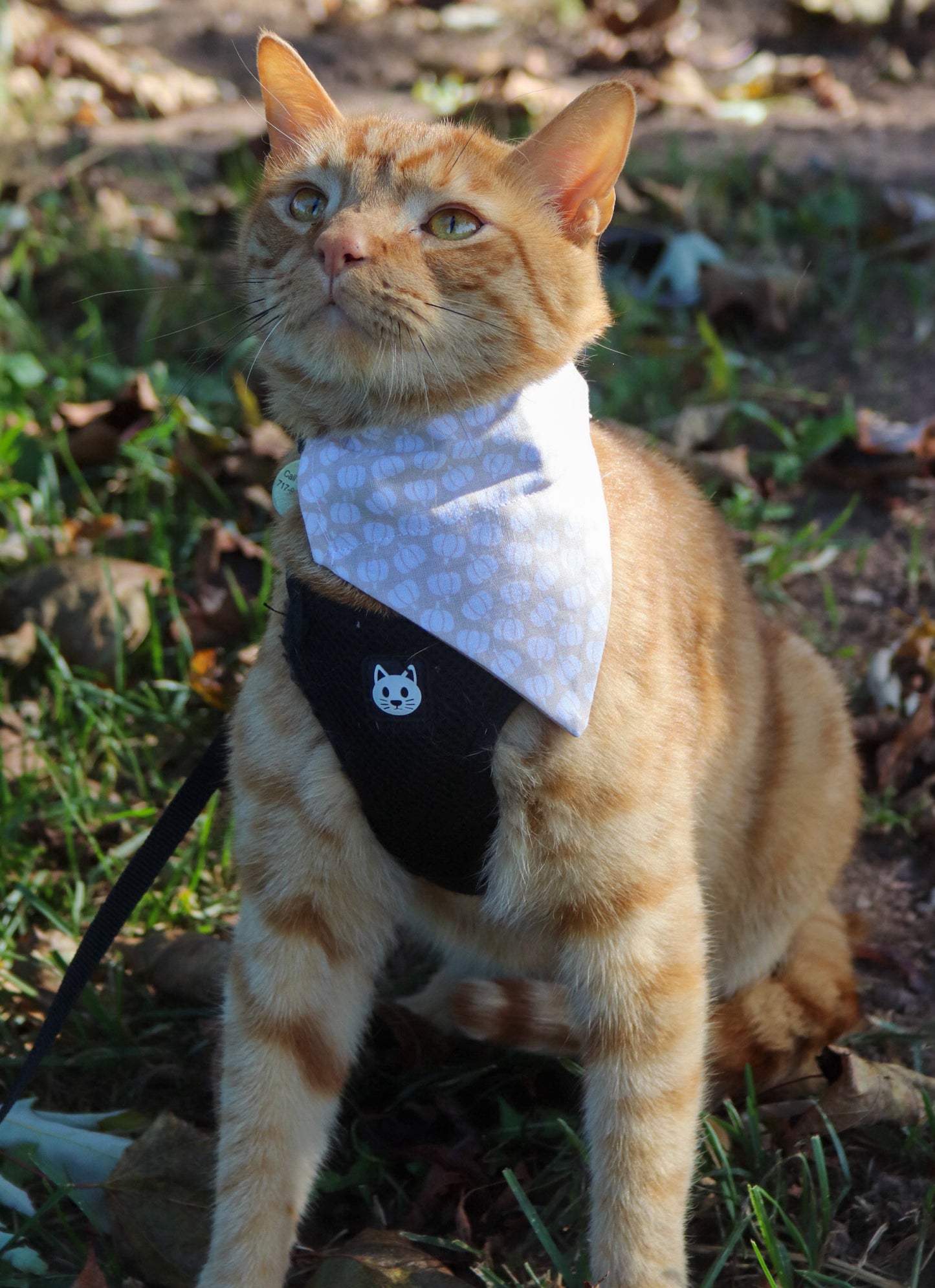 White & Beige Pumpkin Cat Bandana