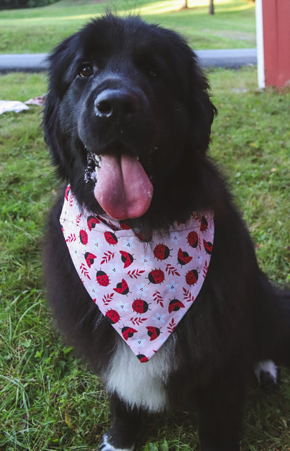 Ladybug Bandana