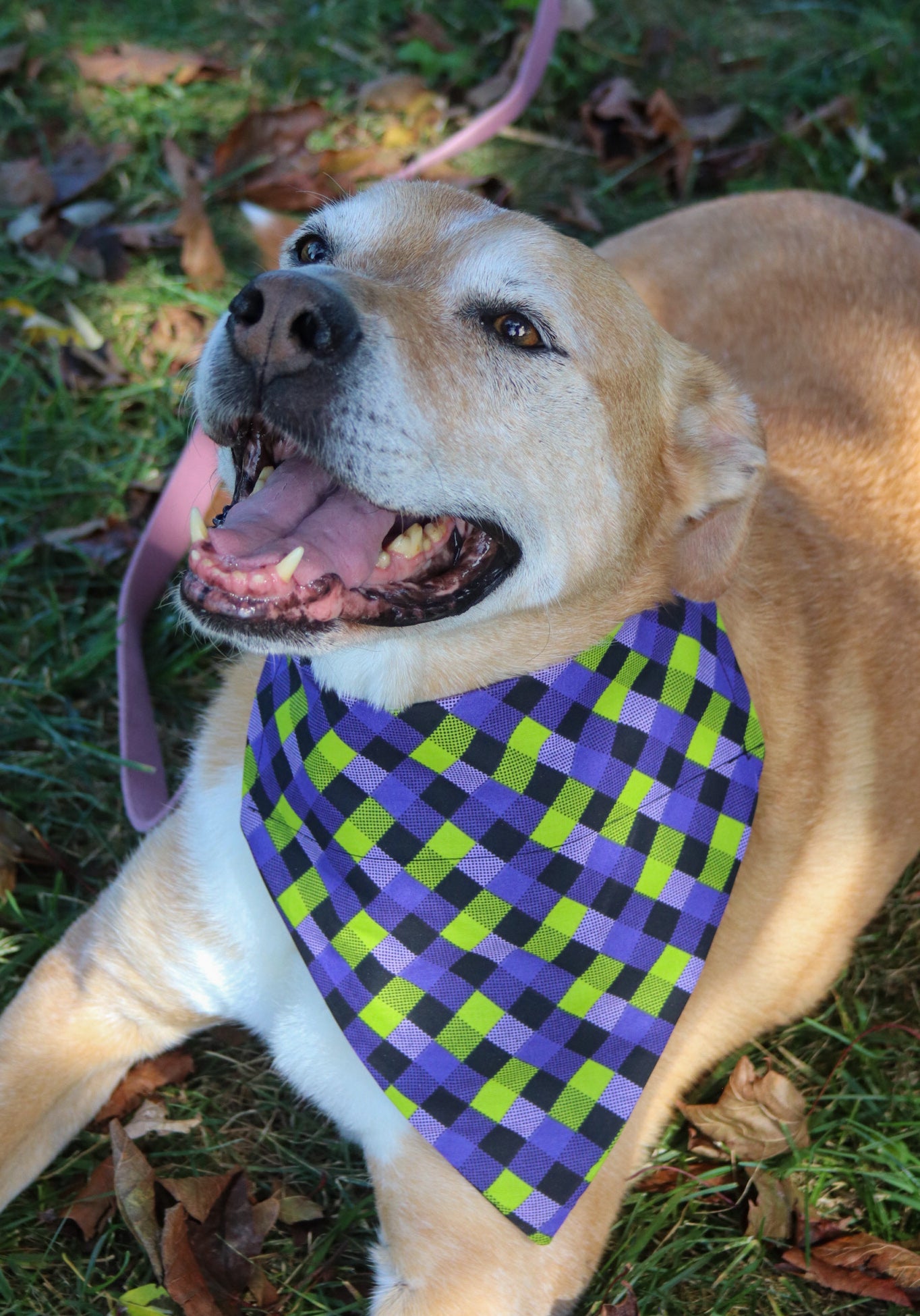 Witchy Plaid Bandana