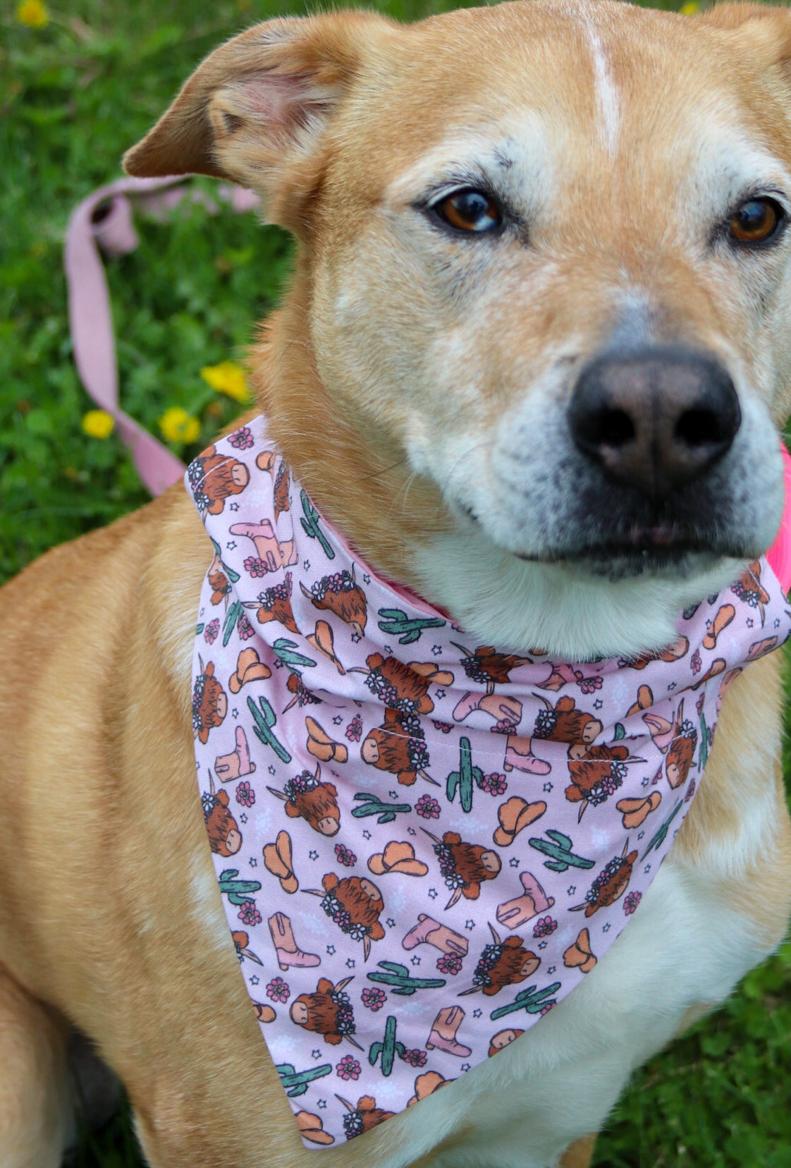 Pink Highland Cow Bandana