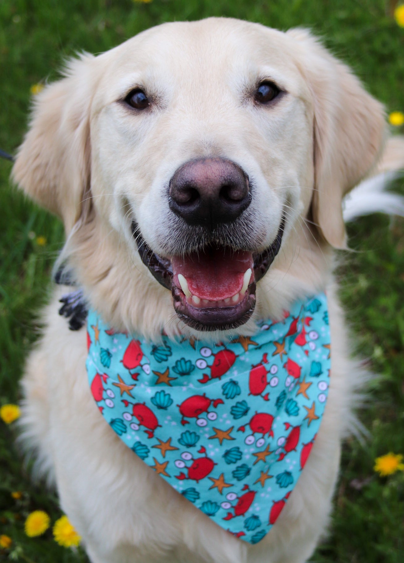 Crab Bandana