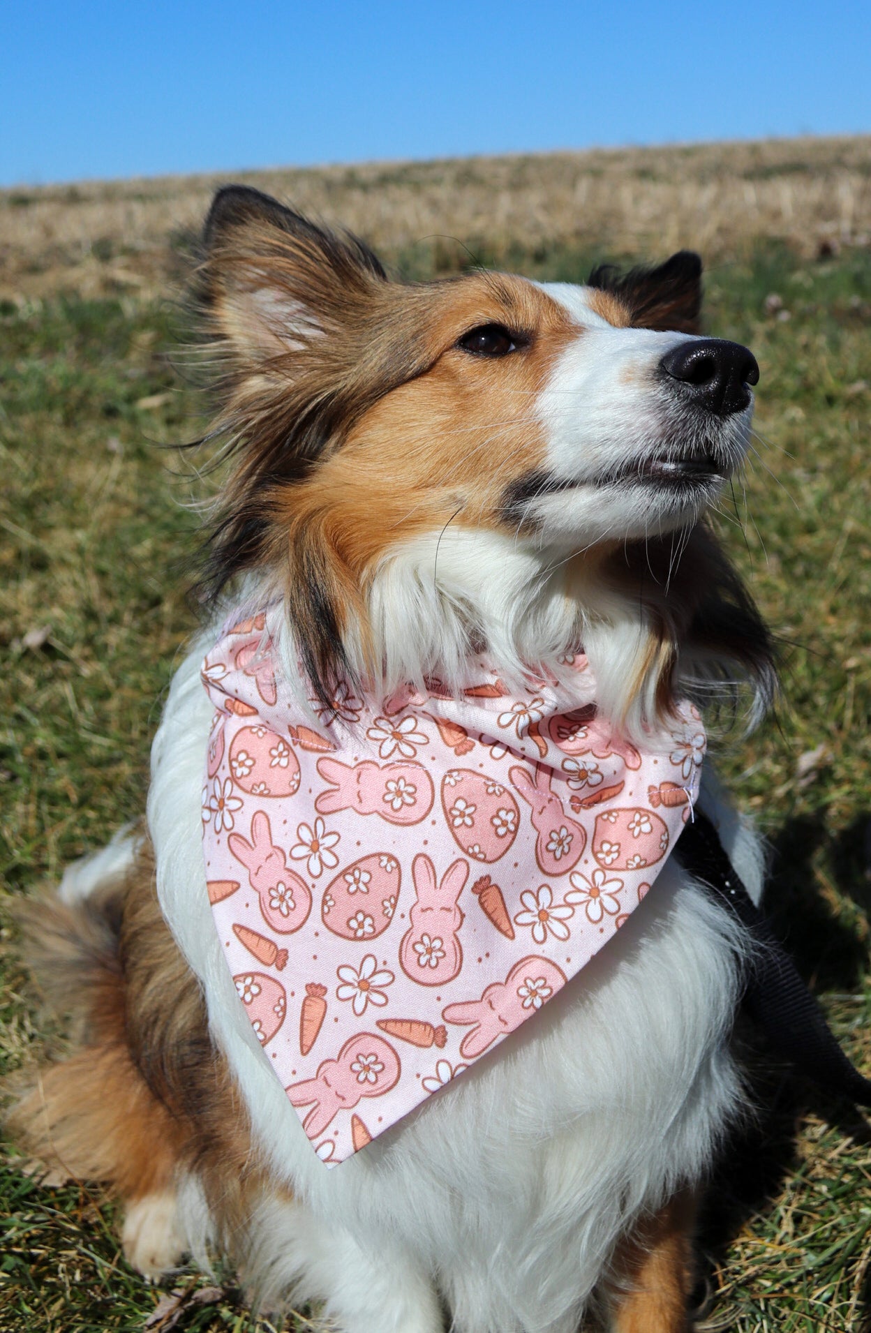 Groovy Bunny Bandana