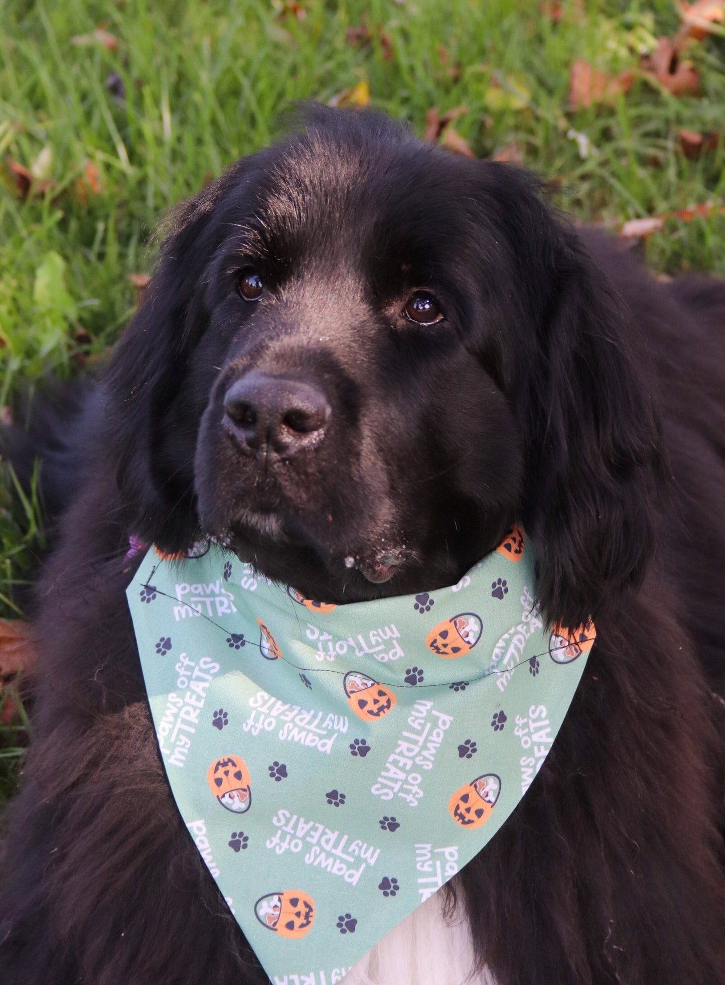 “Paws off my treats!” Bandana