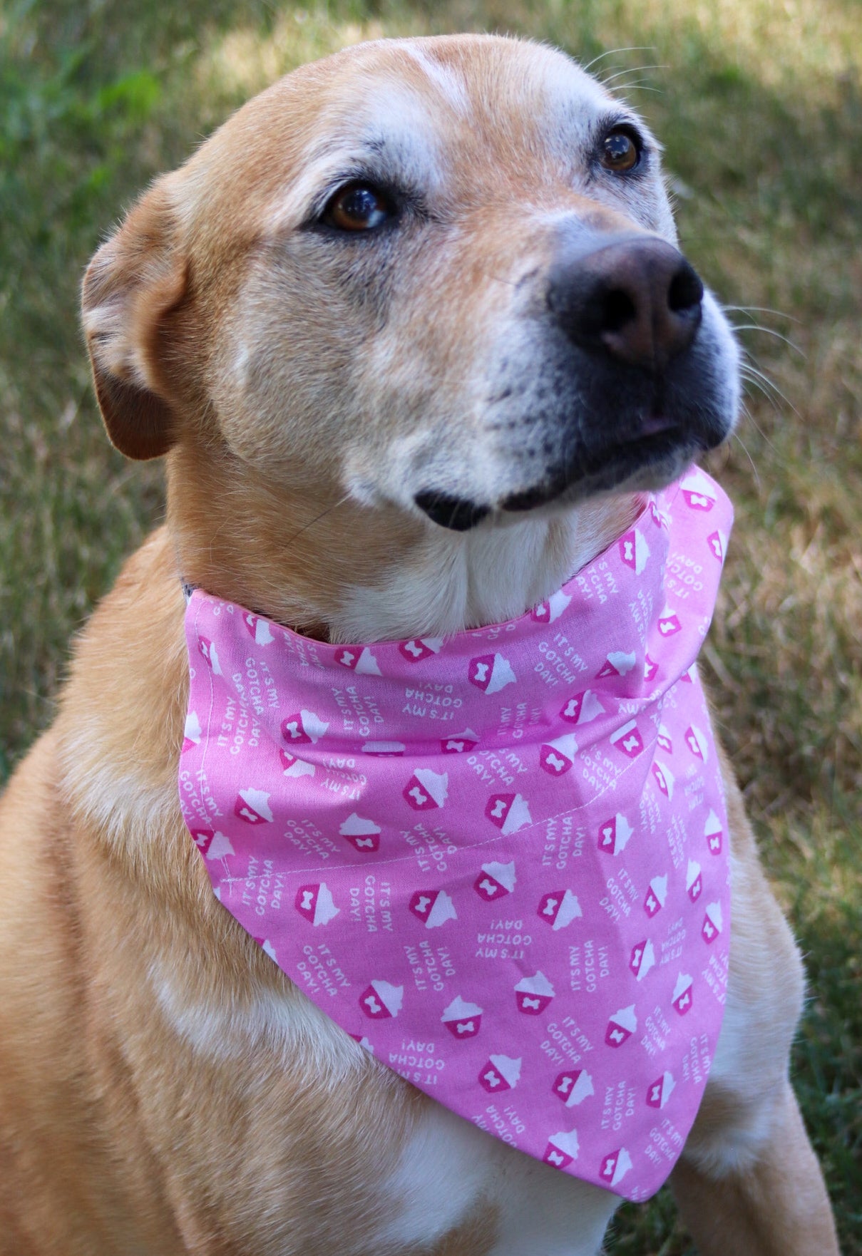 Happy Gotcha Day Pink Bandana