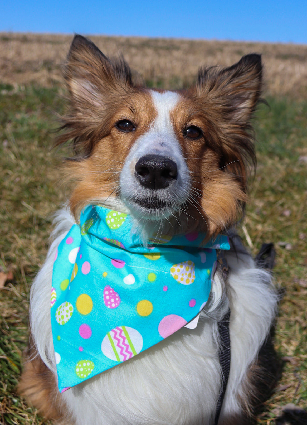 Easter Egg Bandana