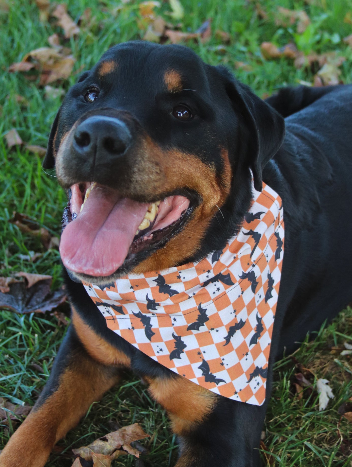 Orange Checkered Bat Bandana