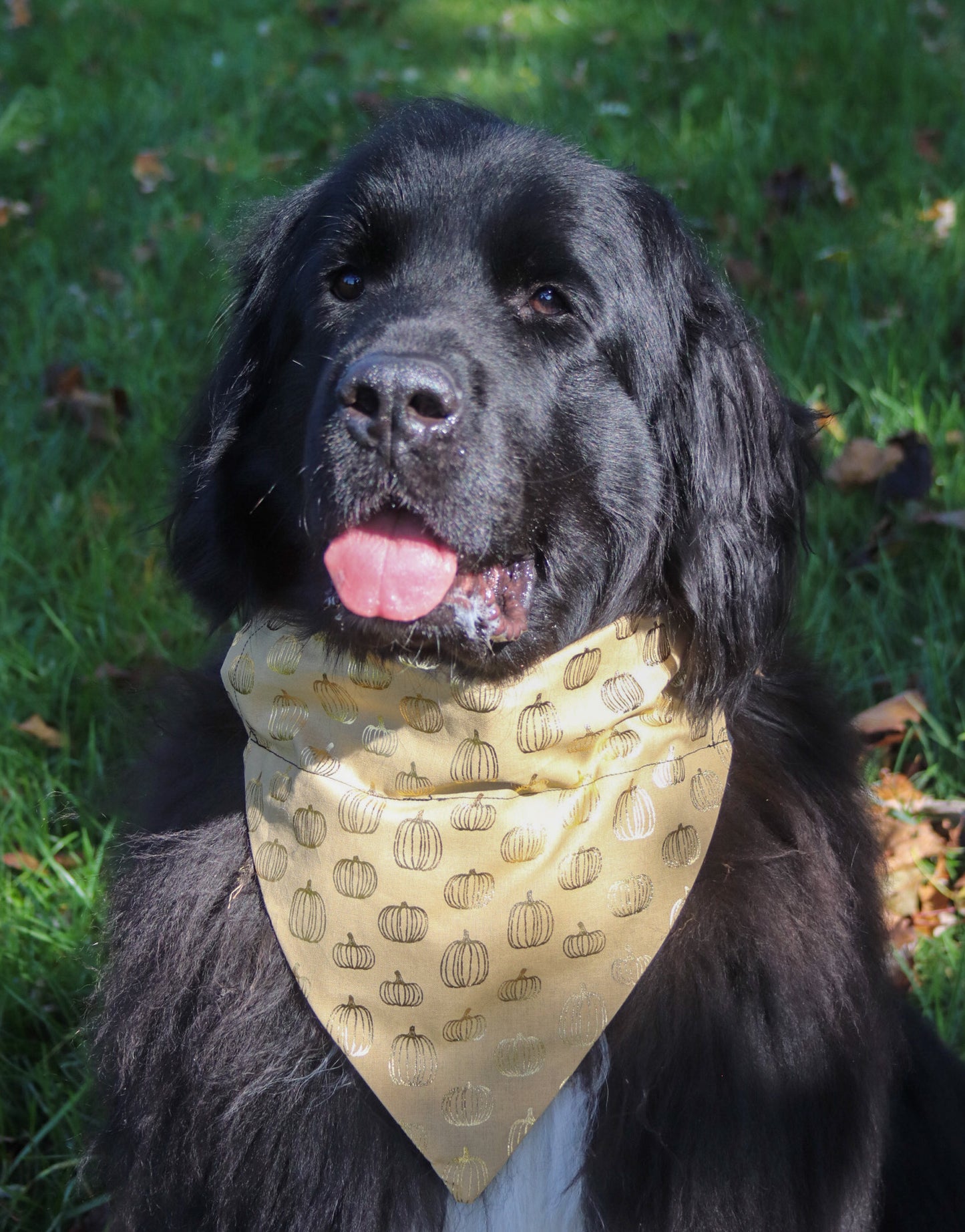 Gold Metallic Pumpkin Bandana