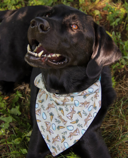 Peter Rabbit Bandana