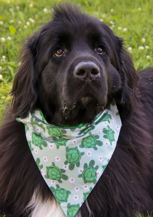 Turtle Bandana
