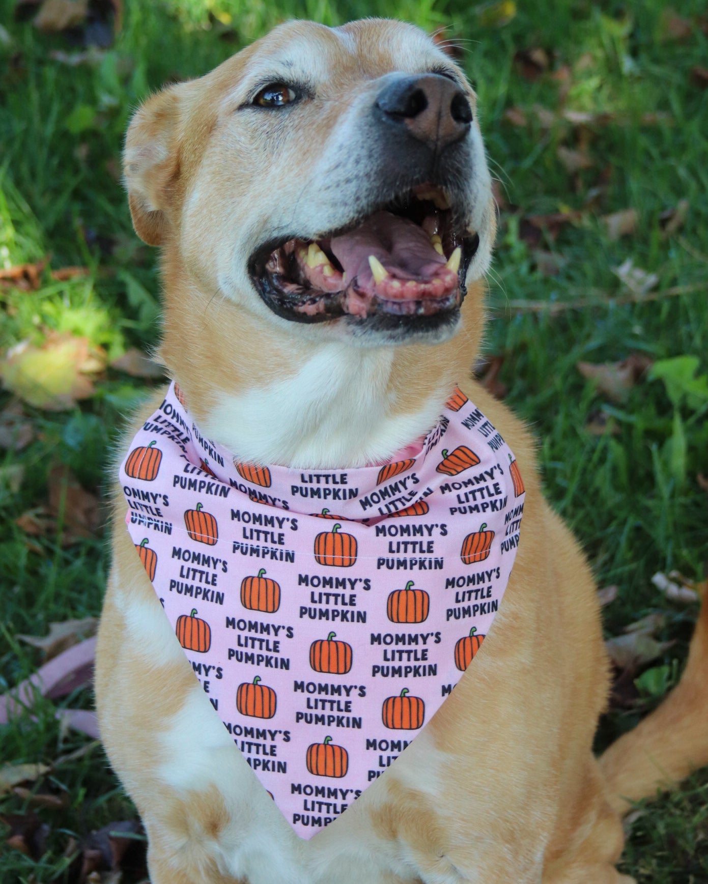 “Mommys little pumpkin” Pink Bandana