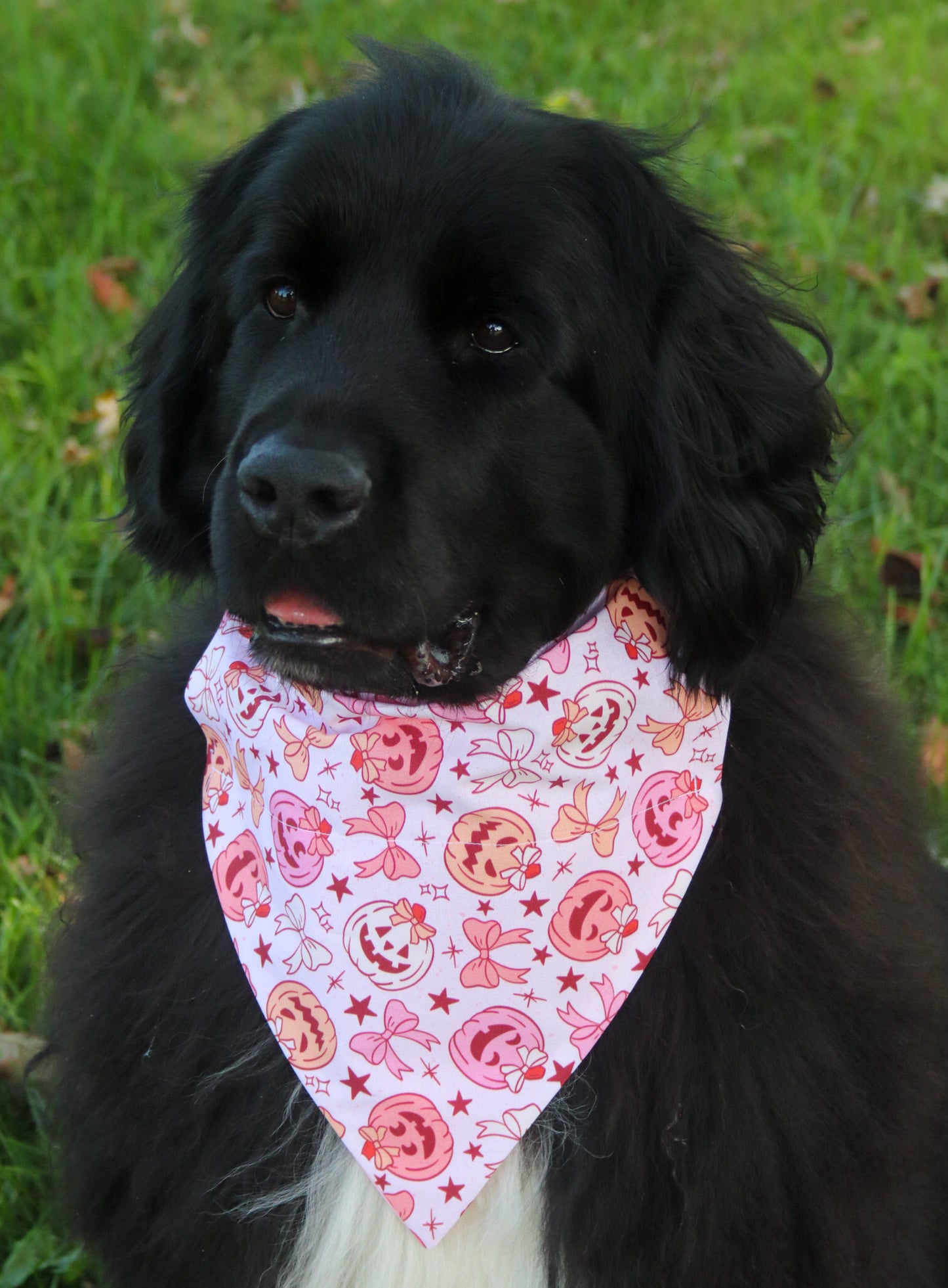 Girly Pumpkin Bandana