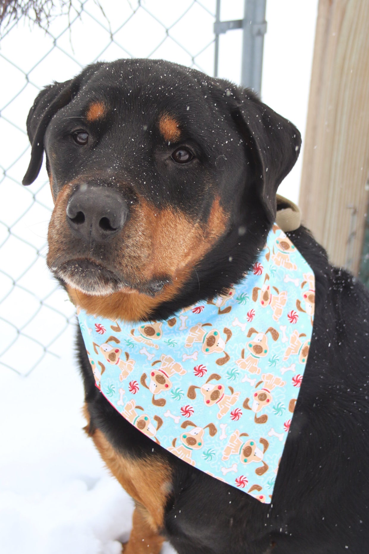 Winter Glitter Dog Bandana