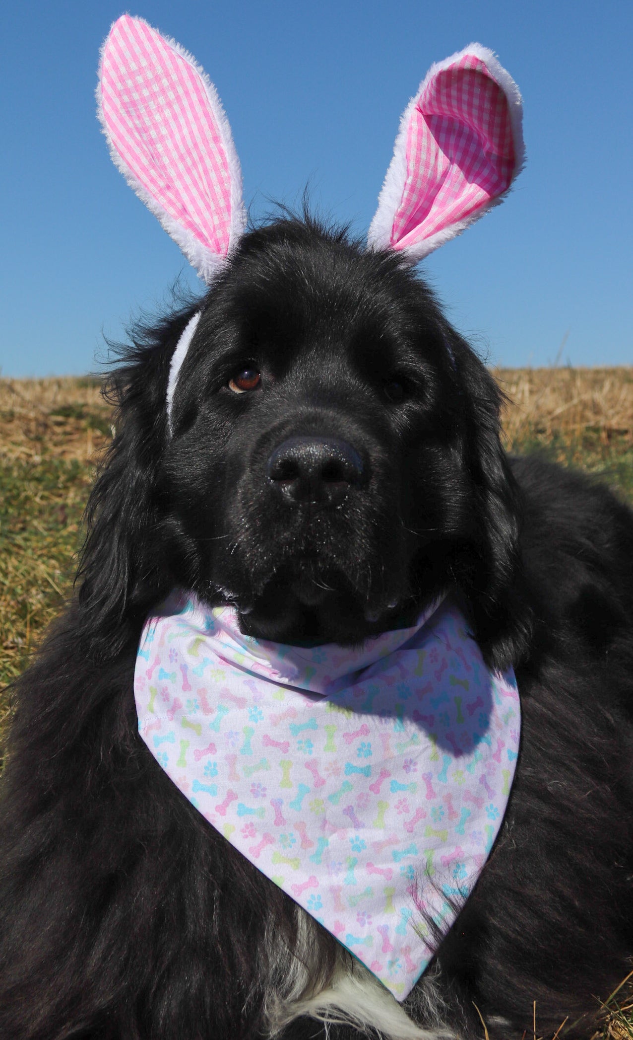 Pastel Pawprint & Bone Bandana