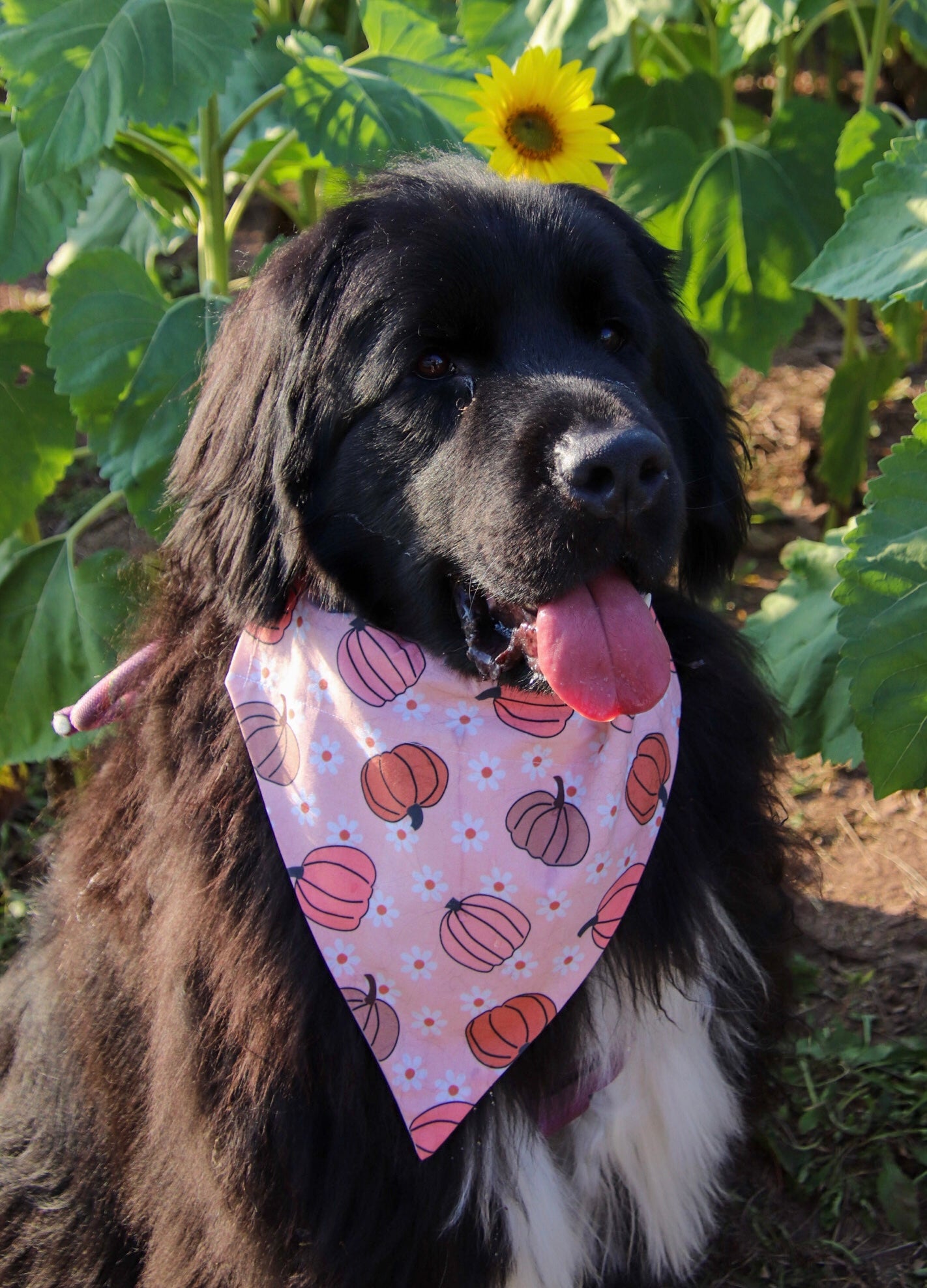 Floral Pumpkin Bandana