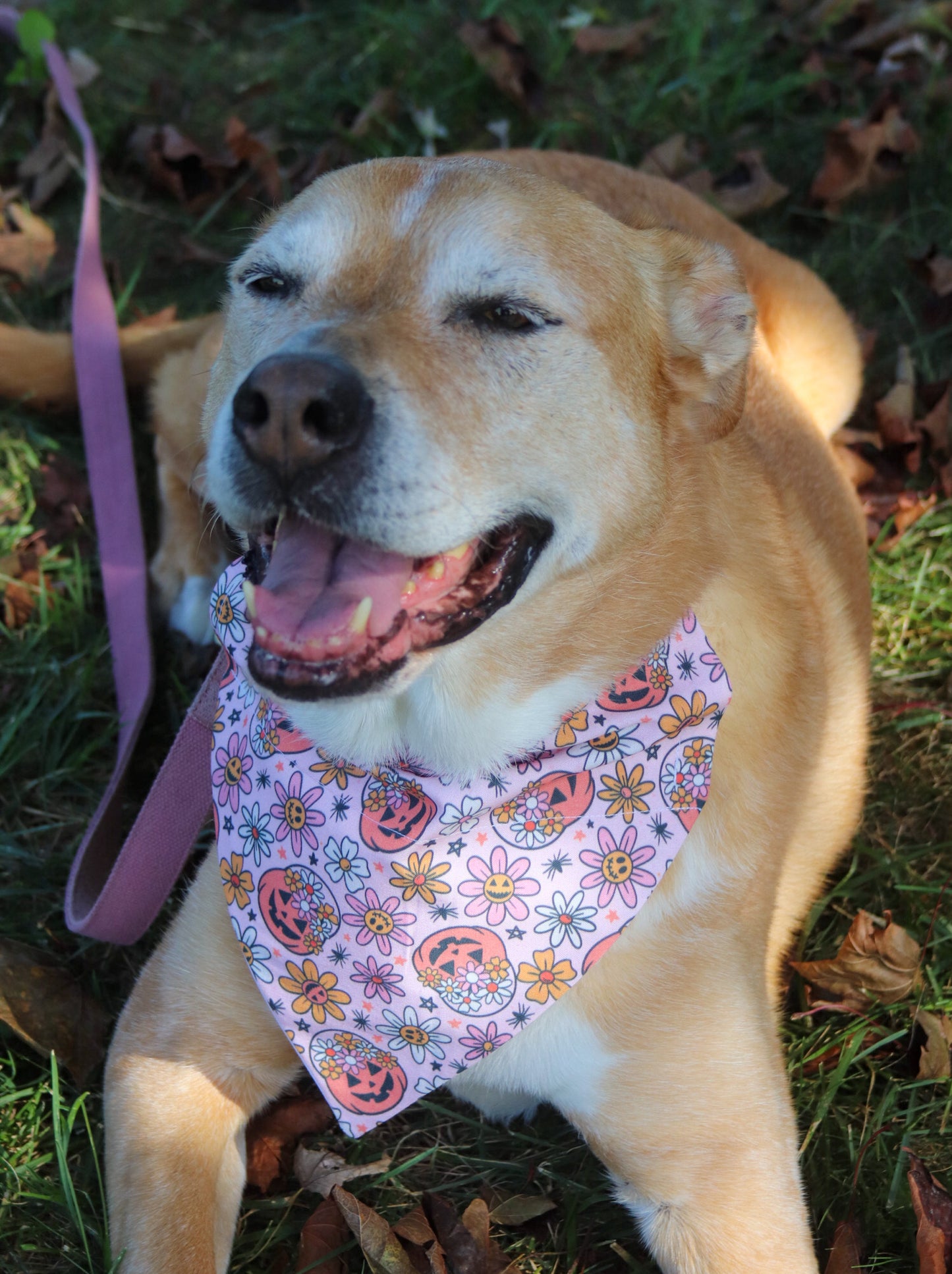 Daisies & Pumpkins Bandana