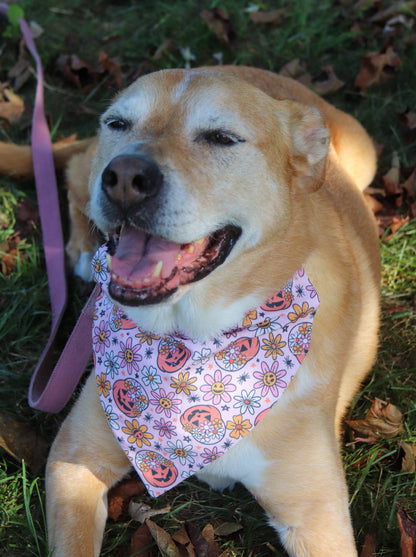 Daisies & Pumpkins Bandana