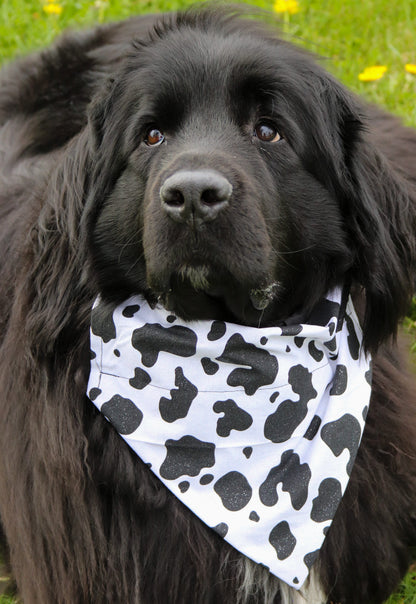 Glitter Black Cow Bandana