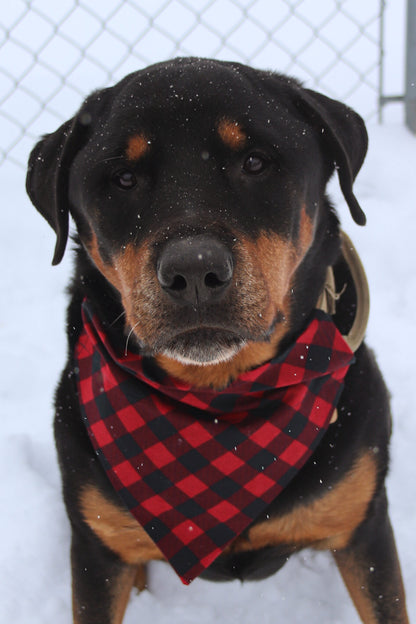 Red & Black Plaid Bandana