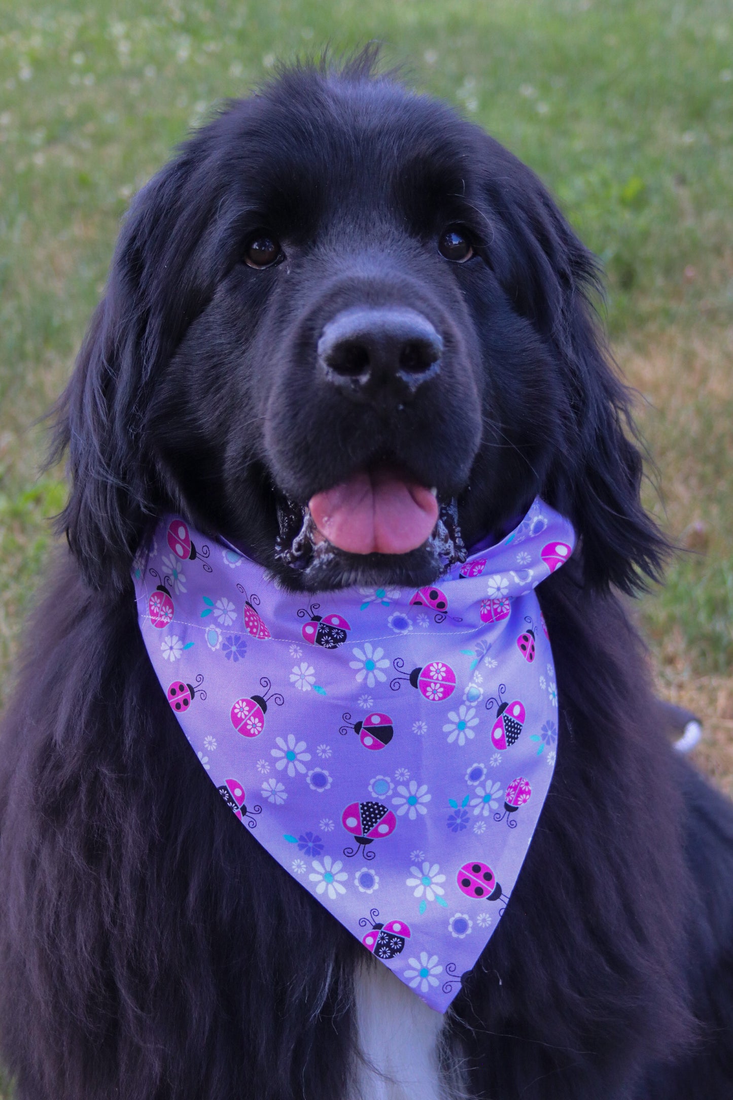 Purple Ladybug Bandana